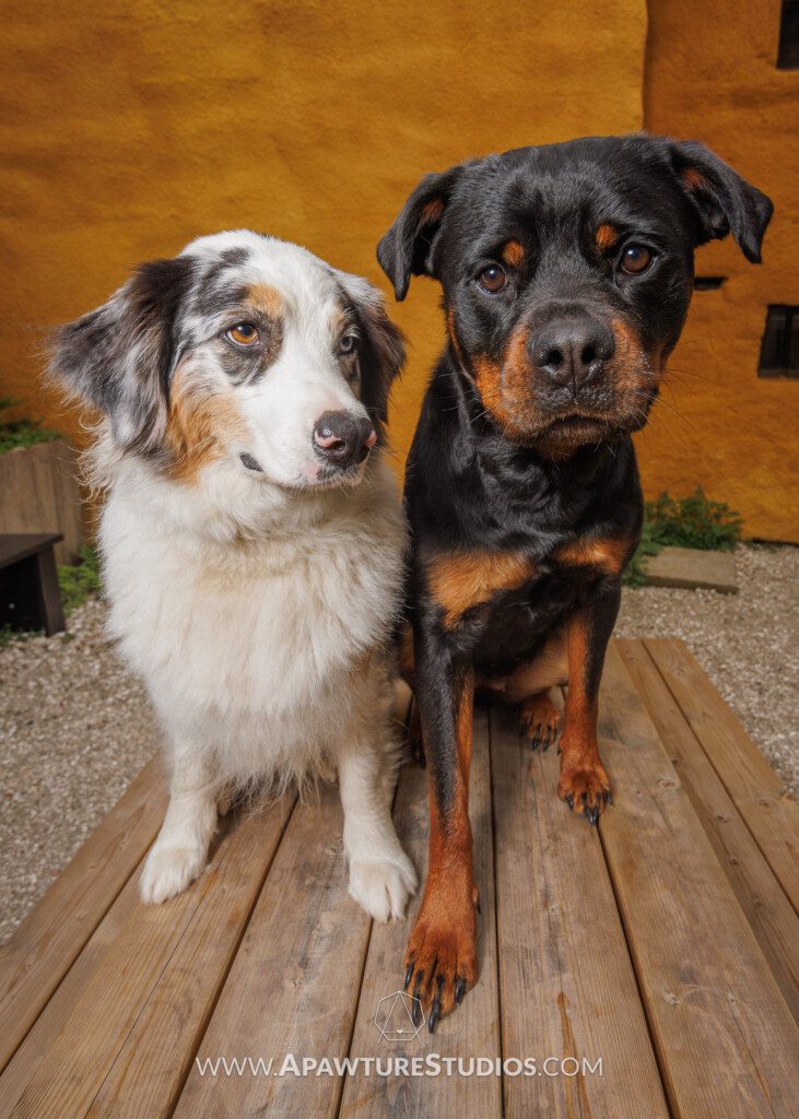 Australian shepherd and rottweiler on a table with a yellow building in Culross, Scotland. 