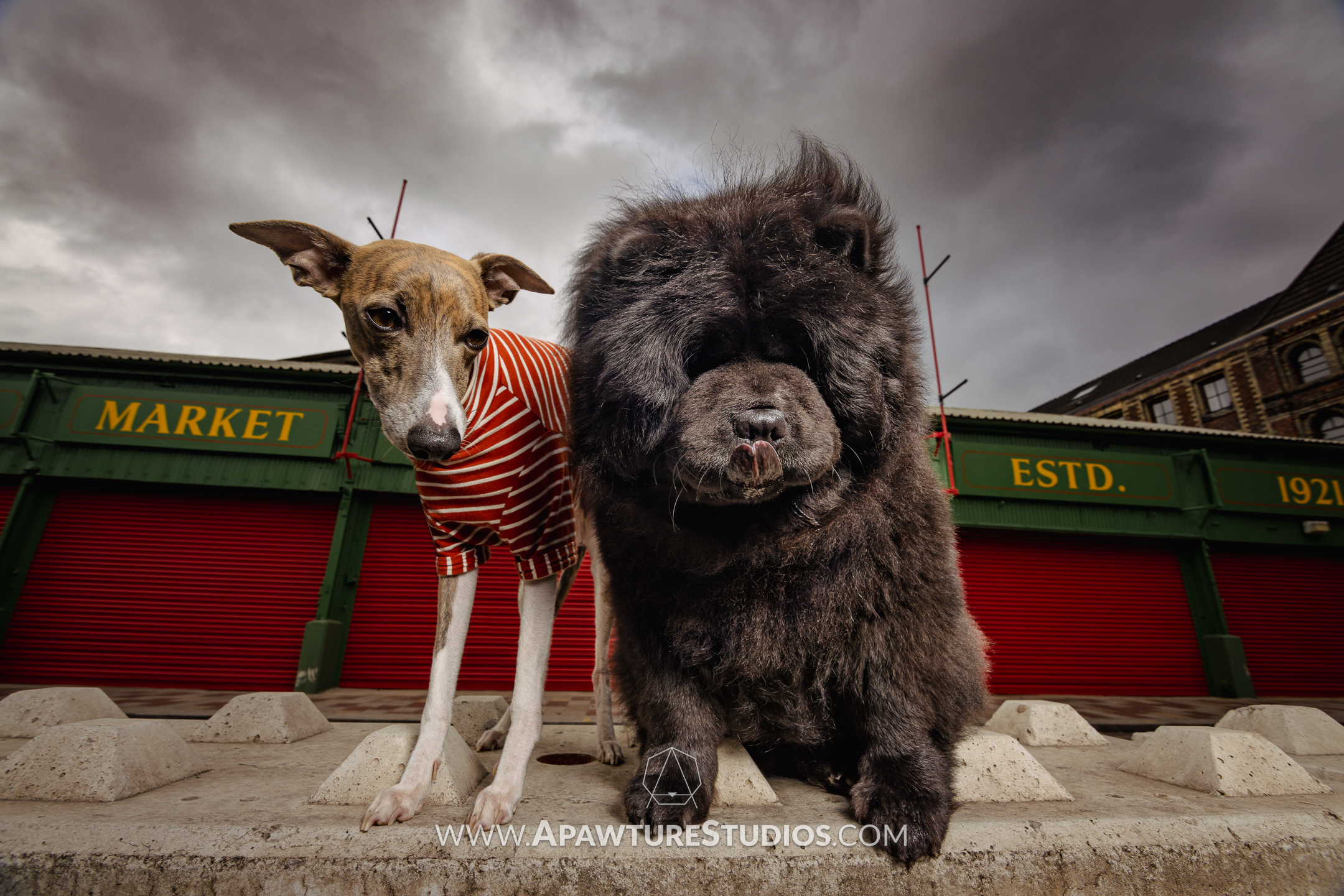 Whippet and Chow Chow pose in stormy background professional pet photograph in Glasgow, Scotland 