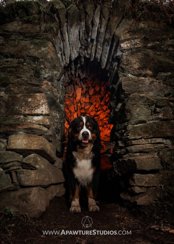Bernese mountain dog in the hermit's cave with red lighting behind him in Scotland.