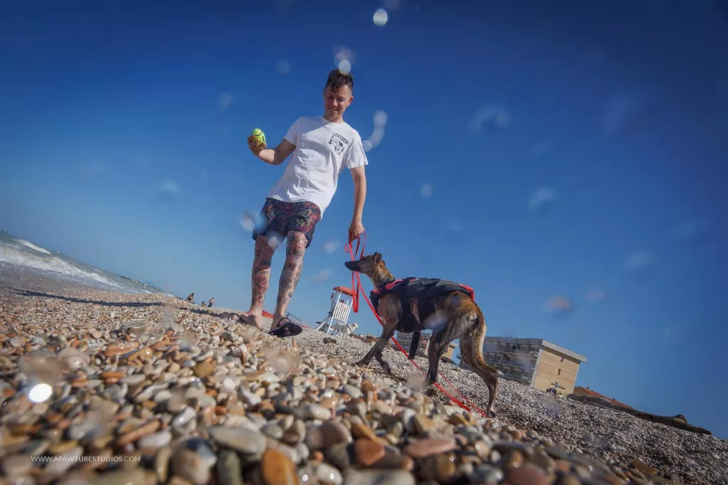 Young guy with his whippet ready to launch the ball for his dog to fetch on a pebble beach near Ancona, Italy.
