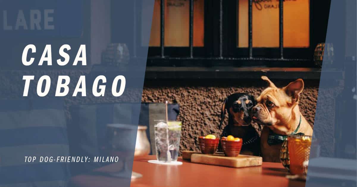 Dachshund and french bulldog sitting at a table enjoying some small snacks with a fake cocktail.